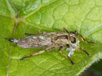 Machimus cingulatus #08996 : Machimus cingulatus, Robber fly, Ringpootroofvlieg, female, with prey