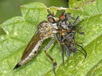 Machimus cingulatus #08999 : Machimus cingulatus, Robber fly, Ringpootroofvlieg, female, with prey