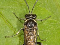 Macrophya albicincta 2, Saxifraga-Ab H Baas