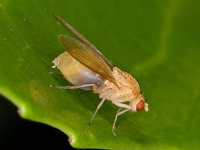 Meiosimyza decempunctata 1, Saxifraga-Ab H Baas