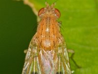 Meiosimyza decempunctata 2, Saxifraga-Ab H Baas