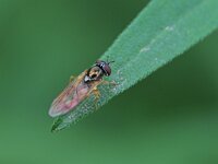 Melanostoma mellinum 10, Gewone driehoekszweefvlieg, Saxifraga-Tom Heijnen