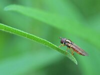 Melanostoma mellinum 11, Gewone driehoekszweefvlieg, Saxifraga-Tom Heijnen