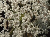 Melanostoma mellinum 8, Gewone driehoekszweefvlieg (left), Saxifraga-Jan van der Straaten