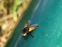 Mesembrina meridiana 8, Meridiaanvlieg, Saxifraga-Ben Delbaere