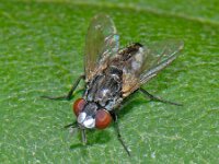 Metopia sp