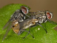 Musca autumnalis #13766 : Musca autumnalis, Face fly, Herfstvlieg, copulatie
