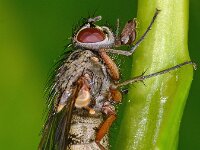 Muscidae sp