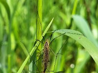 Nephrotoma appendiculata 10, Hoefijzertijger, Saxifraga-Ben Delbaere