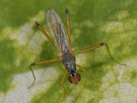 Neria femoralis #12171 : Neria femoralis, Stilt-legged fly, Spillebeenvlieg