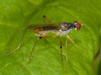 Neria femoralis #12175 : Neria femoralis, Stilt-legged fly, Spillebeenvlieg, male