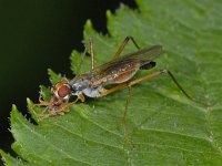 Neria #12392 : Neria, Stilt-legged fly, Spillebeenvlieg, with prey