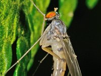 Neurigona quadrifasciata 4, Saxifraga-Ab H Baas