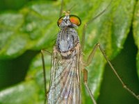 Neurigona quadrifasciata 5, Saxifraga-Ab H Baas