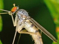 Neurigona quadrifasciata 6, Saxifraga-Ab H Baas