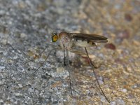 Neurigona quadrifasciata 01 #12135 : Neurigona quadrifasciata, Long- legged Fly, Slankpootvlieg