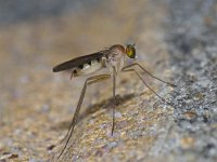 Neurigona quadrifasciata 01 #12136 : Neurigona quadrifasciata, Long- legged Fly, Slankpootvlieg