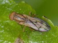 Opomyza germinationis #07715 : Opomyza germinationis, an opomyzid fly
