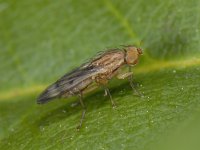 Opomyza germinationis #12195 : Opomyza germinationis, an opomyzid fly, female
