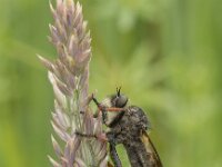 Pamponerus germanicus 7, Bruinvleugelroofvlieg, Saxifraga-Willem van Kruijsbergen