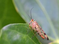 Panorpa germanica 3, Duitse schorpioenvlieg, Saxifraga-Tom Heijnen