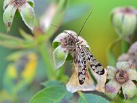Panorpa germanica 6, Duitse schorpioenvlieg, Saxifraga-Tom Heijnen