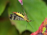 Panorpa vulgaris 3, Weideschorpioenvlieg, Saxifraga-Tom Heijnen