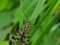 Panorpa vulgaris 4, Weideschorpioenvlieg, Saxifraga-Ben Delbaere  IICSA���II
