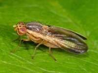 Peplomyza litura