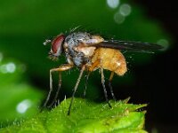 Phaonia rufiventris