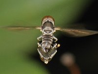 Pipunculidae sp 1, Saxifraga-Ab H Baas