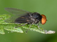 Platypeza #09475 : Platypeza, Flat-footed Fly