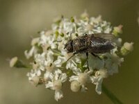 Pollenia sp 5, Saxifraga-Jan van der Straaten
