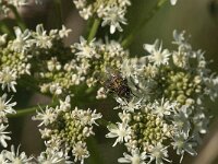 Pollenia sp 6, Saxifraga-Jan van der Straaten