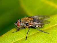 Pollenia #00733 : Pollenia, Cluster fly, Vleesvlieg, female