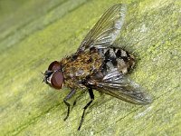 Pollenia #02521 : Pollenia, Cluster fly, Vleesvlieg, male