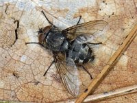 Pollenia #05830 : Pollenia, Cluster fly, Vleesvlieg