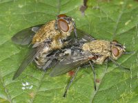 Pollenia #08899 : Pollenia, Cluster fly, Vleesvlieg, copula