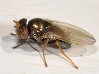 Psilopa nitidula