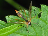 Ptychoptera albimana 3, Saxifraga-Ab H Baas