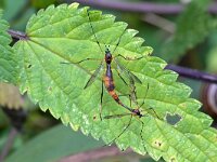 Ptychoptera albimana 4, Wittarsglansmug, Saxifraga-Tom Heijnen