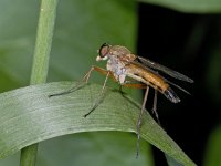 Rhagio tringarius #02414 : Rhagio tringarius, Snipe Fly, Snavelvlieg, male