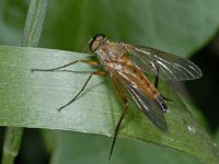Rhagio tringarius #02415 : Rhagio tringarius, Snipe Fly, Snavelvlieg, male