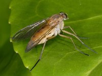 Rhagio tringarius -V- #03073 : Rhagio tringarius, Snipe Fly, Snavelvlieg, female