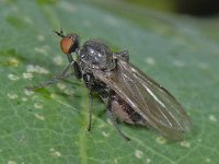 Rhamphomyia #12808 : Rhamphomyia, Dance fly, Dansvlieg