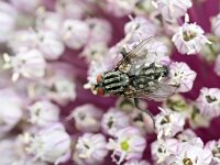 Sarcophagidae sp1, Saxifraga-Tom Heijnen