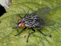 Sarcophagidae #02767 : Sarcophagidae, Flesh-fly, Dambordvlieg