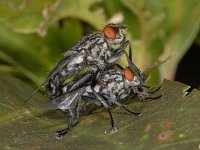 Sarcophagidae #04129 : Sarcophagidae, Flesh-fly, Dambordvlieg, copula