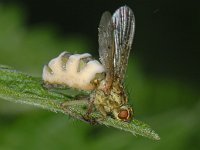 Scathophaga #07618 : Scathophaga, Dung fly, Strontvlieg, infected by fungus Entomophaga
