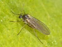 Sciaridae sp